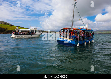 Osservazione dei delfini per Fungie, il Dingle Dolphin, in Dingle, Irlanda. Funghi, che è stato in visita a Dingle Bay dal 1983, è il secondo come riferito da più tempo liv Foto Stock