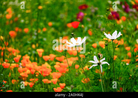 Chiudere la zona di Prato selvatico fiori di vari colori e specie Foto Stock