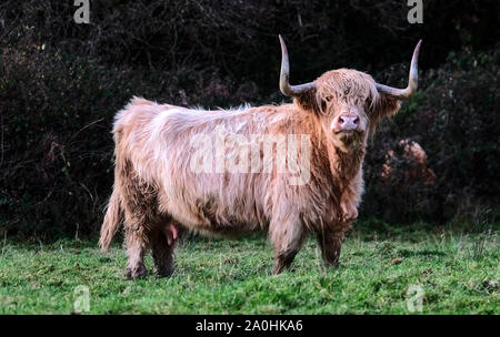 Un maschio singolo Highland Bull con grandi corna guardando la fotocamera Foto Stock
