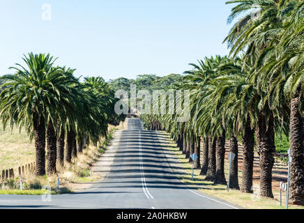 Seppeltsfield strada fiancheggiata con enormi palme nella Barossa Valley, Sud Australia. Foto Stock