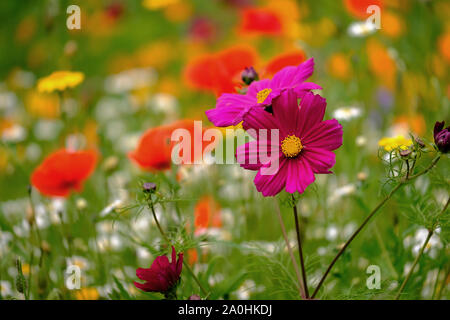 Vista del prato selvatico fiori di diverse specie e colore Foto Stock