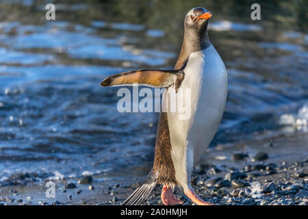 Wet pinguini che arrivano a riva dal mare di acque all'Isola Barrientos, Antartico Foto Stock