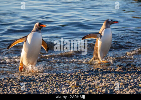 Paio di wet pinguini che arrivano a riva dal mare di acque all'Isola Barrientos, Antartico Foto Stock