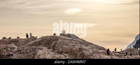 Gregge di pinguini Gentoo nascondere nelle rocce sul tramonto a Neko bay, penisola Antartica Foto Stock