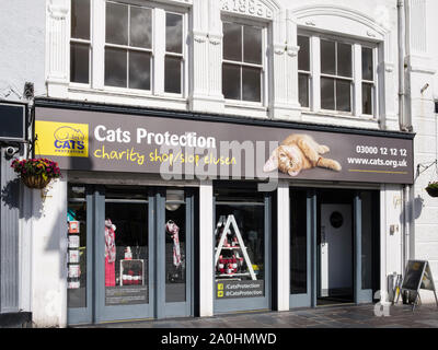 Protezione dei gatti carità shop a Caernarfon, Gwynedd, Wales, Regno Unito, Gran Bretagna Foto Stock