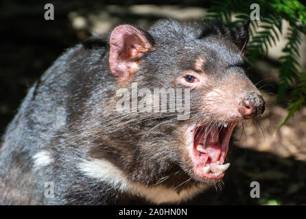 Diavolo della Tasmania (Sarcophilus harrisii) con bocca aperta. Foto Stock