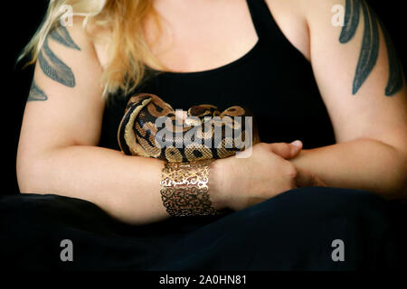 Mani femminili con Royal Python snake. La donna mantiene la sfera Python snake in mani con gioielli. Exotic Tropical a sangue freddo animale rettile, Python regius. Foto Stock
