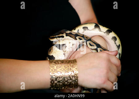 Mani femminili con Royal Python snake. La donna mantiene la sfera Python snake in mani con gioielli. Exotic Tropical a sangue freddo animale rettile, Python regius. Foto Stock