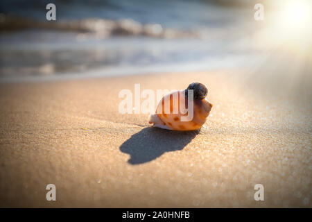 Conchiglia in sabbia sulla spiaggia tropicale Foto Stock