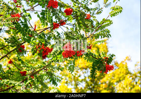 Grappoli rossi di rowan contro il cielo blu in una giornata di sole Foto Stock