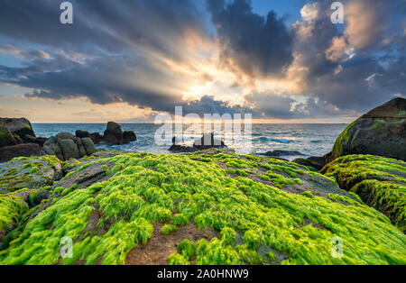 Le Alghe verdi sulle rocce della spiaggia l'alba con drammatica del cielo per dare il benvenuto al nuovo giorno Foto Stock