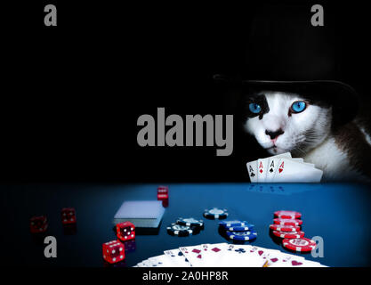 Cat indossando un cappello a giocare a poker con quattro assi in mano Foto Stock