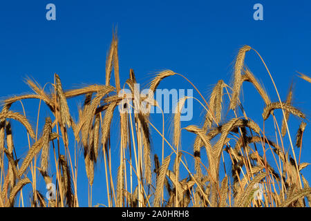 Campi di scritto intorno a Sault, Vaucluse Francia Foto Stock