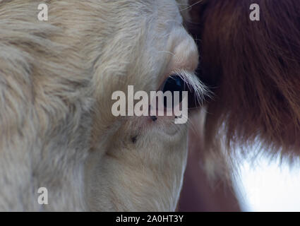 Occhio di un torello o vacca (bull's eye) con mosche seduta su di esso Foto Stock