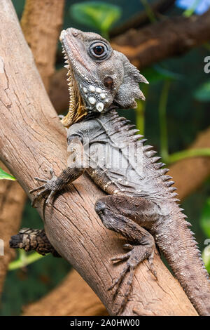 Il Boyd's Forest Dragon (Lophosaurus boydii), una specie di drago arboree lizard trovati nelle foreste pluviali e i loro margini di profitto nella regione Wet Tropics di né Foto Stock