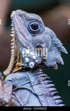 Il Boyd's Forest Dragon (Lophosaurus boydii), una specie di drago arboree lizard trovati nelle foreste pluviali e i loro margini di profitto nella regione Wet Tropics di né Foto Stock