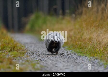 Europea (Badger Meles meles), scorre su una strada forestale in pioggia, Sumava National Park, foresta Boema, Repubblica Ceca Foto Stock