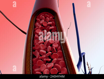 Arteria, arteria mostrato con una sezione tagliata, di alta qualità di rendering originale con texture e illuminazione globale, la contrazione dei vasi sanguigni Foto Stock