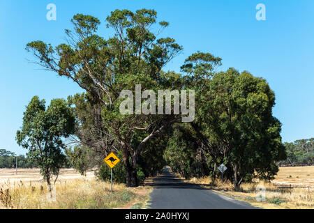 Su strada motore in Victoria, Australia, con attraversamento di canguro segno. Foto Stock