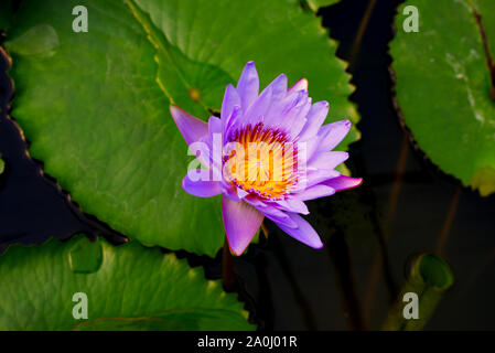 Nymphaea Doa Fah fiore Foto Stock