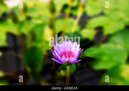 Nymphaea Doa Fah fiore Foto Stock