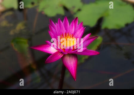Nymphaea Nouchali Burm. Fiore Foto Stock