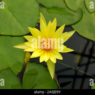 Nymphaea St. Louis fiore d'Oro Foto Stock