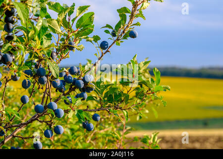 Blue bacche mature sui rami di una spina boccola su una soleggiata giornata estiva. Fortemente sfondo sfocato. In fondo è un campo giallo e il blu del cielo. Foto Stock