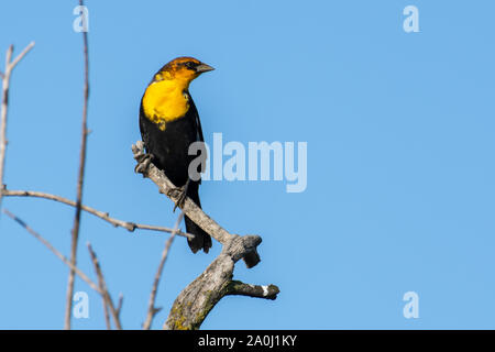 Un maschio giallo-guidato blackbird (Xanthocephalus xanthocephalus) è una di medie dimensioni blackbird appollaiato su un ramo con cielo azzurro sfondo in Kelowna, Ca Foto Stock