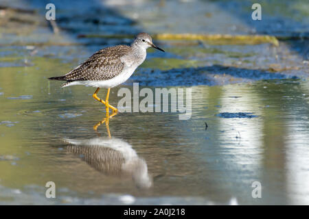 Una Tringa flavipes (Tringa flavipes) è una di medie dimensioni shorebird in piedi in acqua a caccia di cibo del sole mattutino in British Columbia, Foto Stock