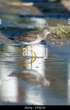 Una Tringa flavipes (Tringa flavipes) è una di medie dimensioni shorebird in piedi in acqua a caccia di cibo del sole mattutino in British Columbia, Foto Stock