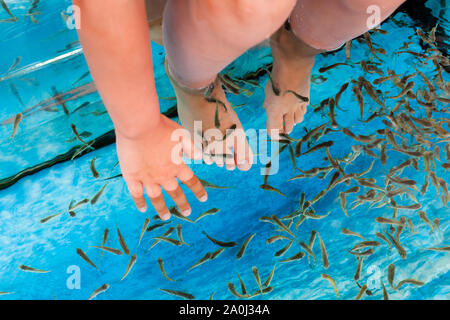 Doctor fish in un acquario di spa. Garra Rufa o rosso pesce garra Foto Stock