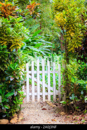 Piccolo cancello e il sentiero di un giardino nel parco nazionale di Corcovado in Costa Rica Foto Stock