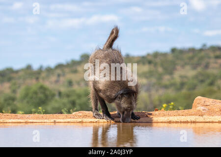 Babbuino ( Chacma) bevendo al waterhole nella parte anteriore del livello di acqua a nascondere Welgevonden Game Reserve, Sud Africa. Foto Stock