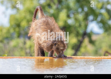 Babbuino ( Chacma) bevendo al waterhole nella parte anteriore del livello di acqua a nascondere Welgevonden Game Reserve, Sud Africa. Foto Stock