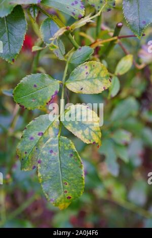 Vista di foglie di rose con macchia nera malattia (Diplocarpon rosae) Foto Stock