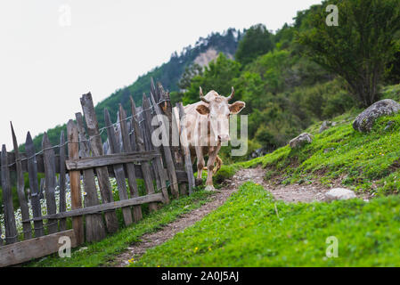 Scena rustico con un riflessivo mucca, vecchio weathered staccionata in legno e fresco verde erba. Area Rurale di Mestia, Svaneti, Georgia in giugno. Foto Stock
