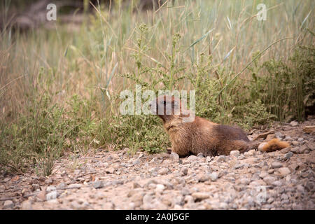 Un selvaggio marmotta coetanei fuori dal pennello in a sudovest del Colorado. Foto Stock