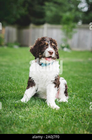 Adorabile cucciolo bernedoodle seduto sull'erba in un cortile. Foto Stock