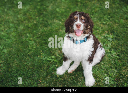 Adorabile cucciolo bernedoodle seduto sull'erba guardando verso l'alto. Foto Stock