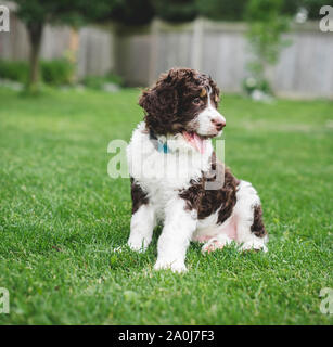 Adorabile cucciolo bernedoodle seduto sull'erba in un cortile. Foto Stock