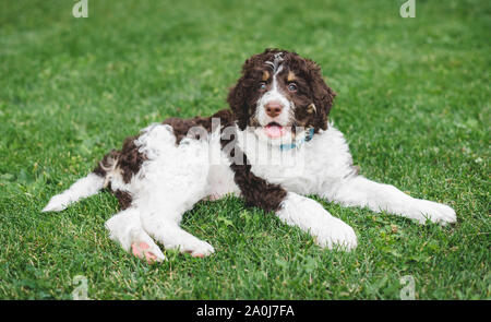 Adorabile cucciolo bernedoodle posa sull'erba all'esterno. Foto Stock