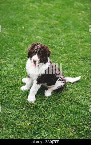 Adorabile cucciolo bernedoodle seduto sull'erba all'esterno. Foto Stock