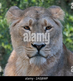 Leone asiatico (panthera leo persica) femmina Foto Stock