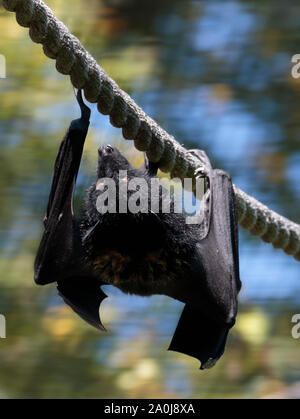 Livingstone#s frutto Bat (pteropus livingstonii) maschio Foto Stock