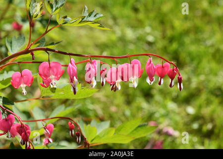 Il cuore di fiori a forma di cuore di spurgo impianto Dicentra spectabilis in un giardino Foto Stock