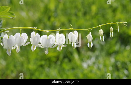 Heartshaped bianco fiori dicentra Foto Stock