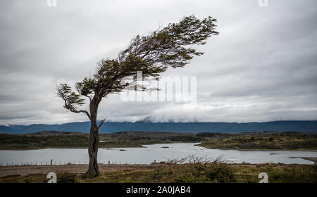 Albero piegato dal vento estremo in Sud Patagonia Argentina. Foto Stock