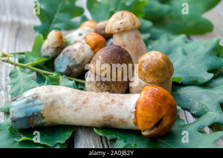 I funghi raccolti nella foresta, funghi su foglie di quercia Foto Stock