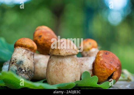 I funghi raccolti nella foresta Foto Stock